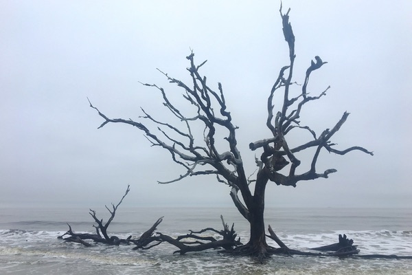 Driftwood Beach, Jekyll Island, Georgia