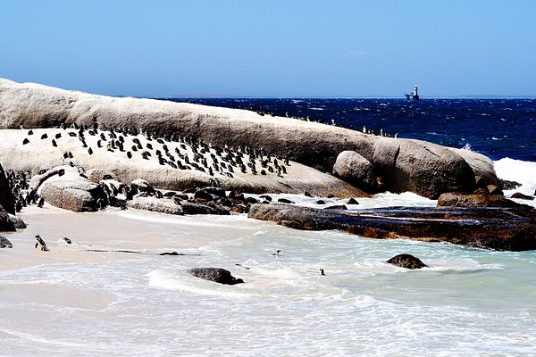 Boulders Beach Cape Town, South Africa