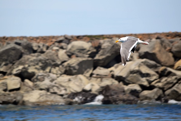 Yaquina Bay, Newport, Oregon