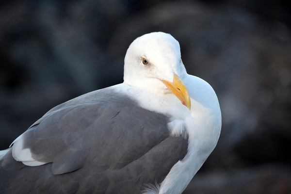 Oregon Coast