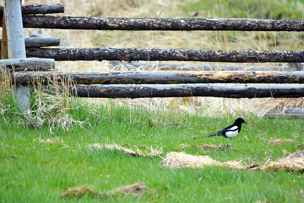 Grant-Kohrs Ranch National Historic Site, Montana