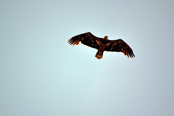 Western Montana