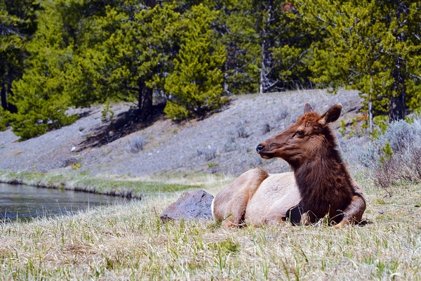 Yellowstone National Park, Wyoming
