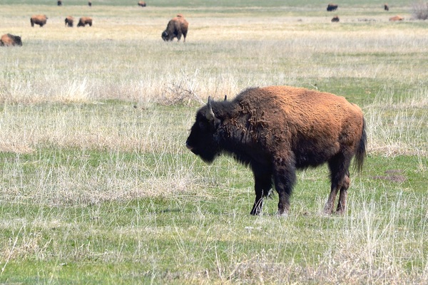 Grant Teton National Park, Wyoming