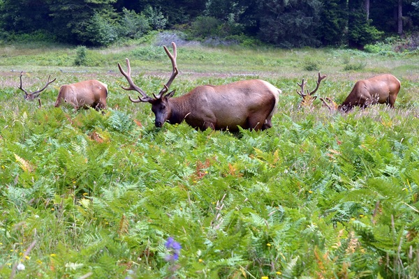 Elk Meadow, California
