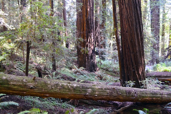 Redwood National Park