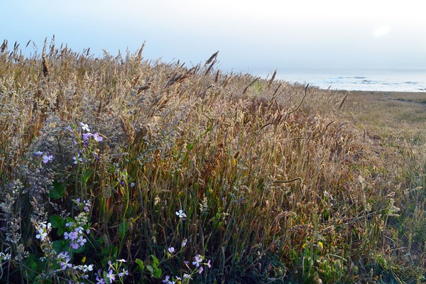 Glass Beach, California