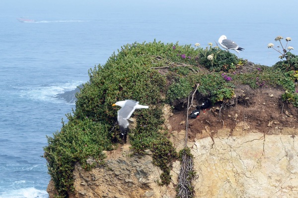 Cabrillo Point, California