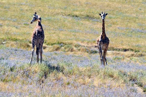 Wildlife Safari, Winston, Oregon