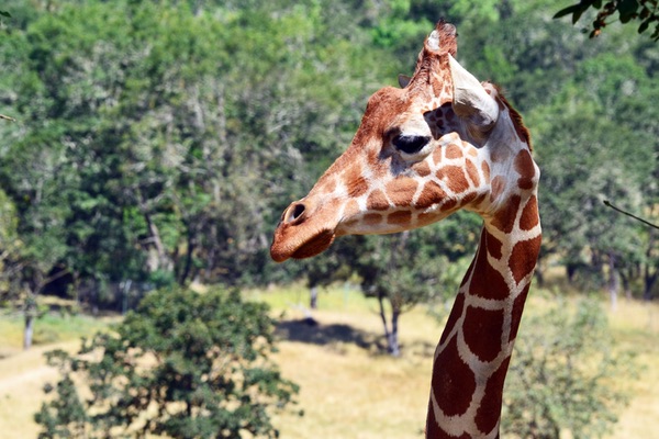 Wildlife Safari, Winston, Oregon