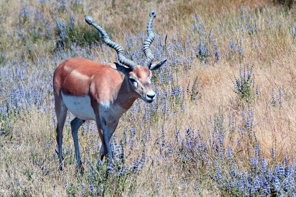 Wildlife Safari, Winston, Oregon
