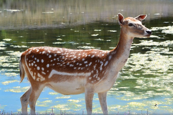Wildlife Safari, Winston, Oregon