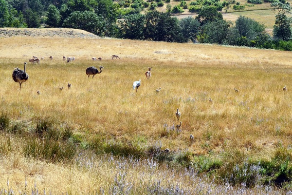 Wildlife Safari, Winston, Oregon