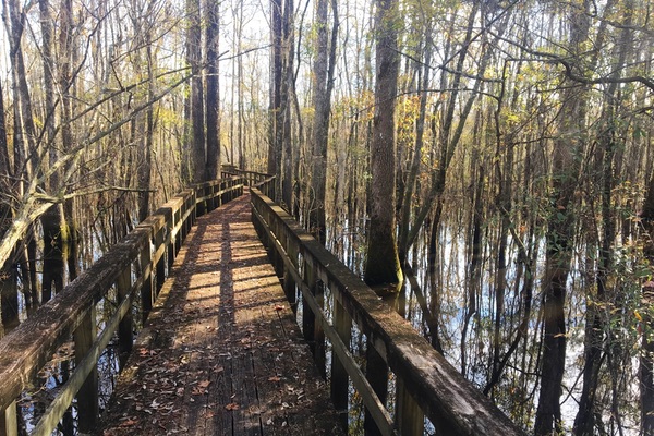 Edisto Nature Trail, South Carolina