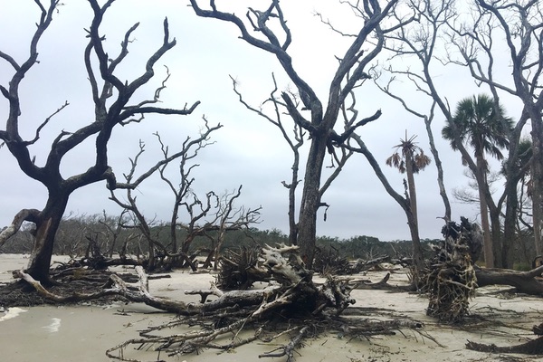 Driftwood Beach, Jekyll Island, Georgia