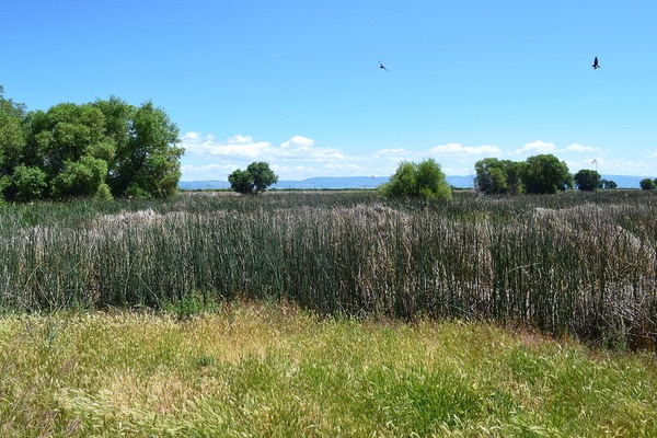 Tulelake Wildlife Refuge, California