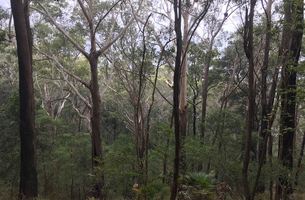 Wodi Wodi Track, Stanwell Park, New South Wales, Australia