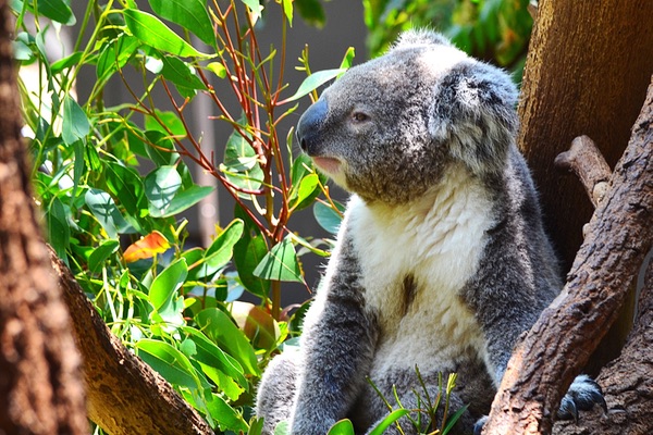 Taronga Zoo, Sydney, New South Wales, Australia