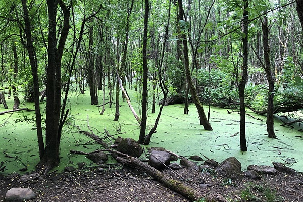 Oaks Bottom, Portland, Oregon