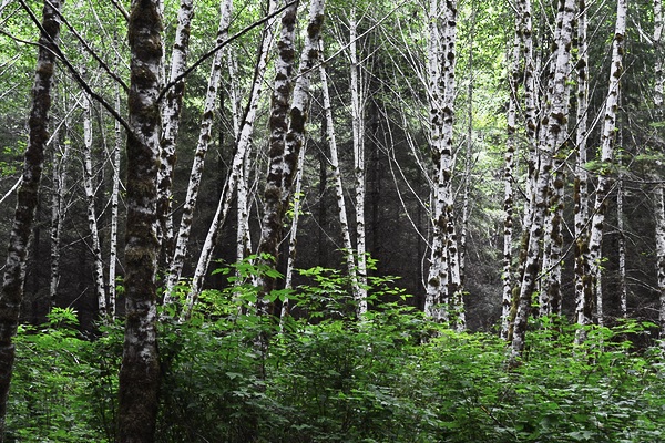 Elk Creek Conservation Area, Forks, WA