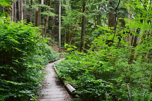 Elk Creek Conservation Area, Forks, WA
