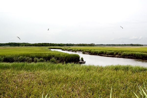 Heislerville Wildlife Management Area, New Jersey