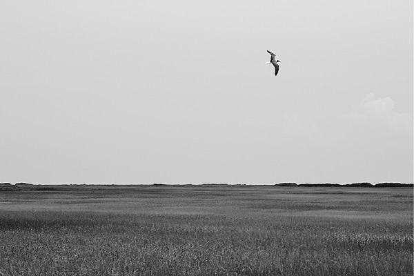Heislerville Wildlife Management Area, New Jersey