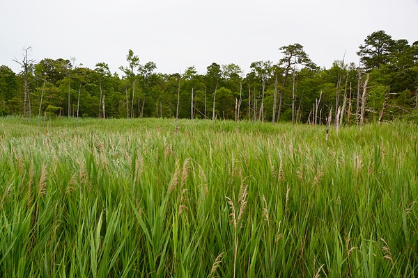Eldora Nature Preserve, New Jersey