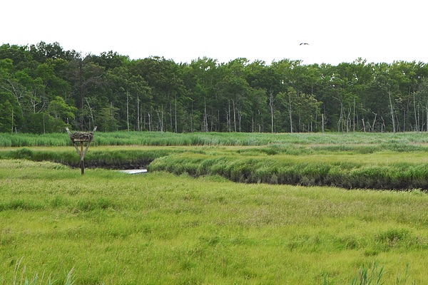 Eldora Nature Preserve, New Jersey