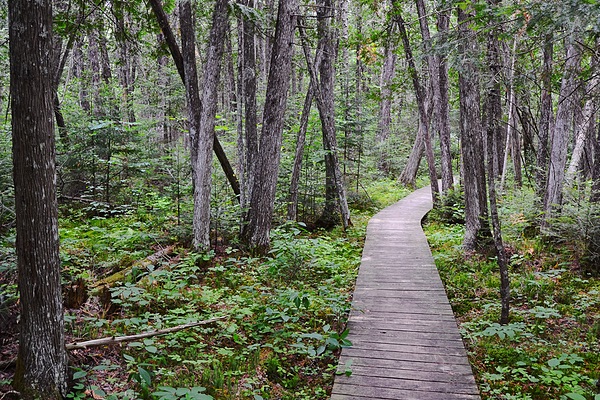 Brule Bog Boardwalk, Wisconsin