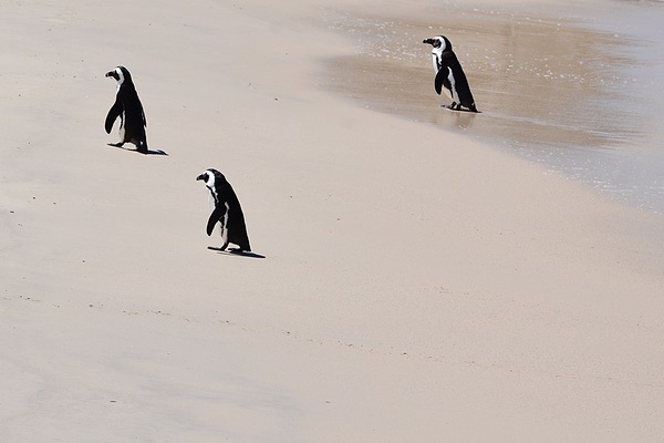 Boulders Beach Cape Town, South Africa