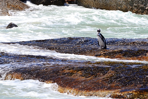 Boulders Beach Cape Town, South Africa
