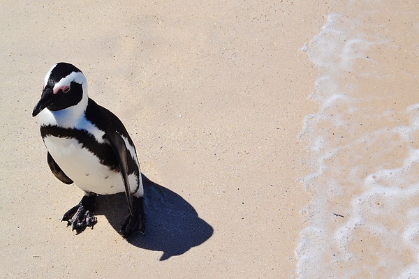 Boulders Beach Cape Town, South Africa