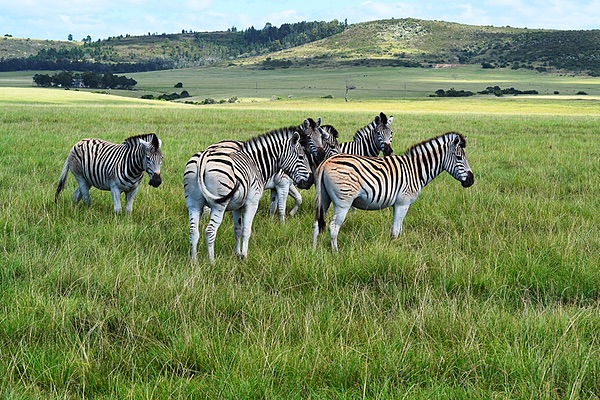 Western Cape, South Africa