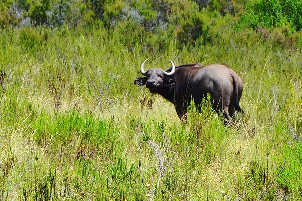 Western Cape, South Africa