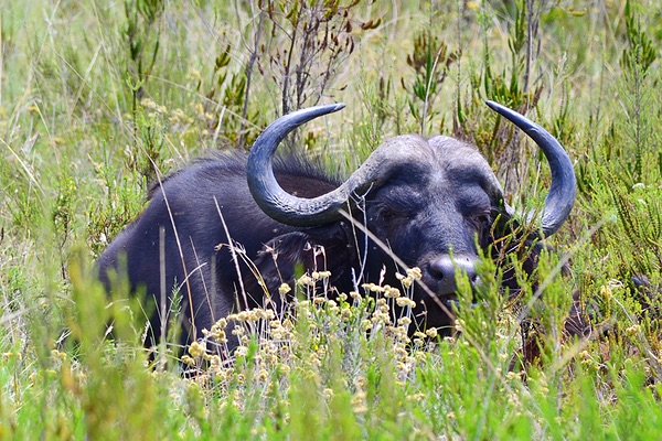 Western Cape, South Africa