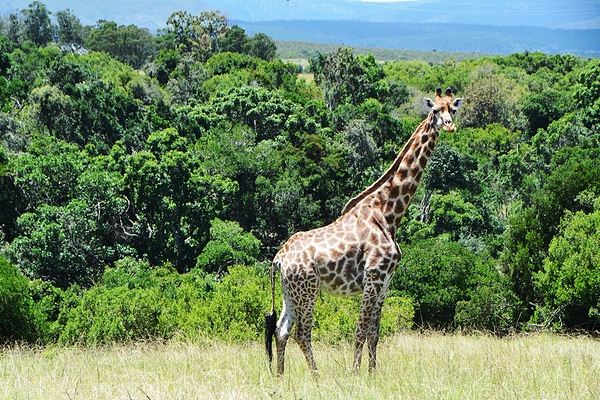 Western Cape, South Africa