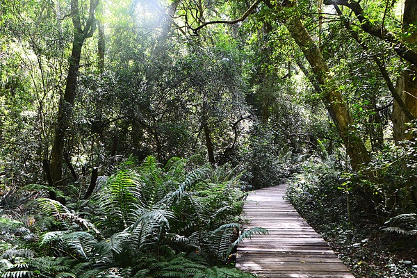 Garden of Eden, Western Cape, South Africa