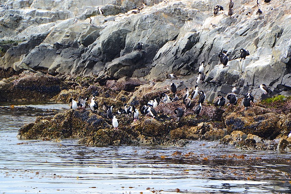 Beagle Channel, Tierra del Fuego, Argentina