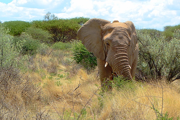 N/a'an ku s&ecirc; Wildlife Reserve, Namibia